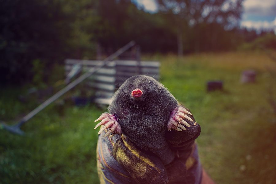 A mole caught by Mole Patrol